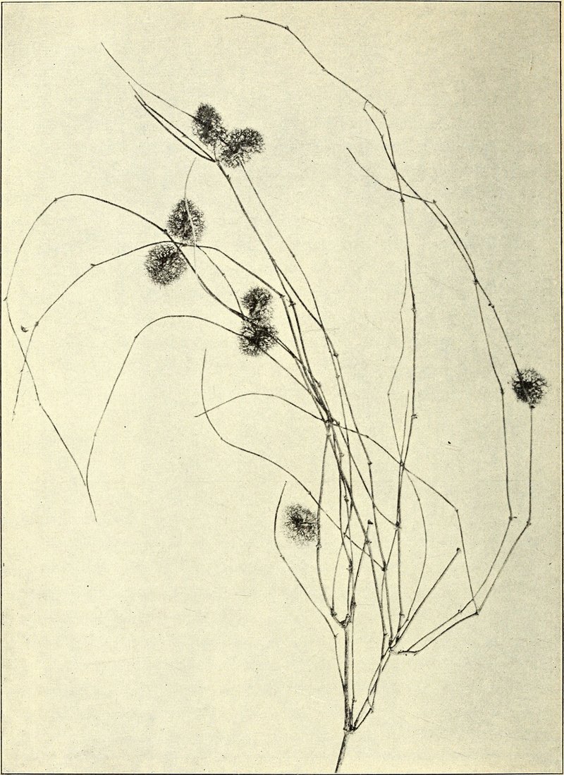 Calligonum caput-medusae