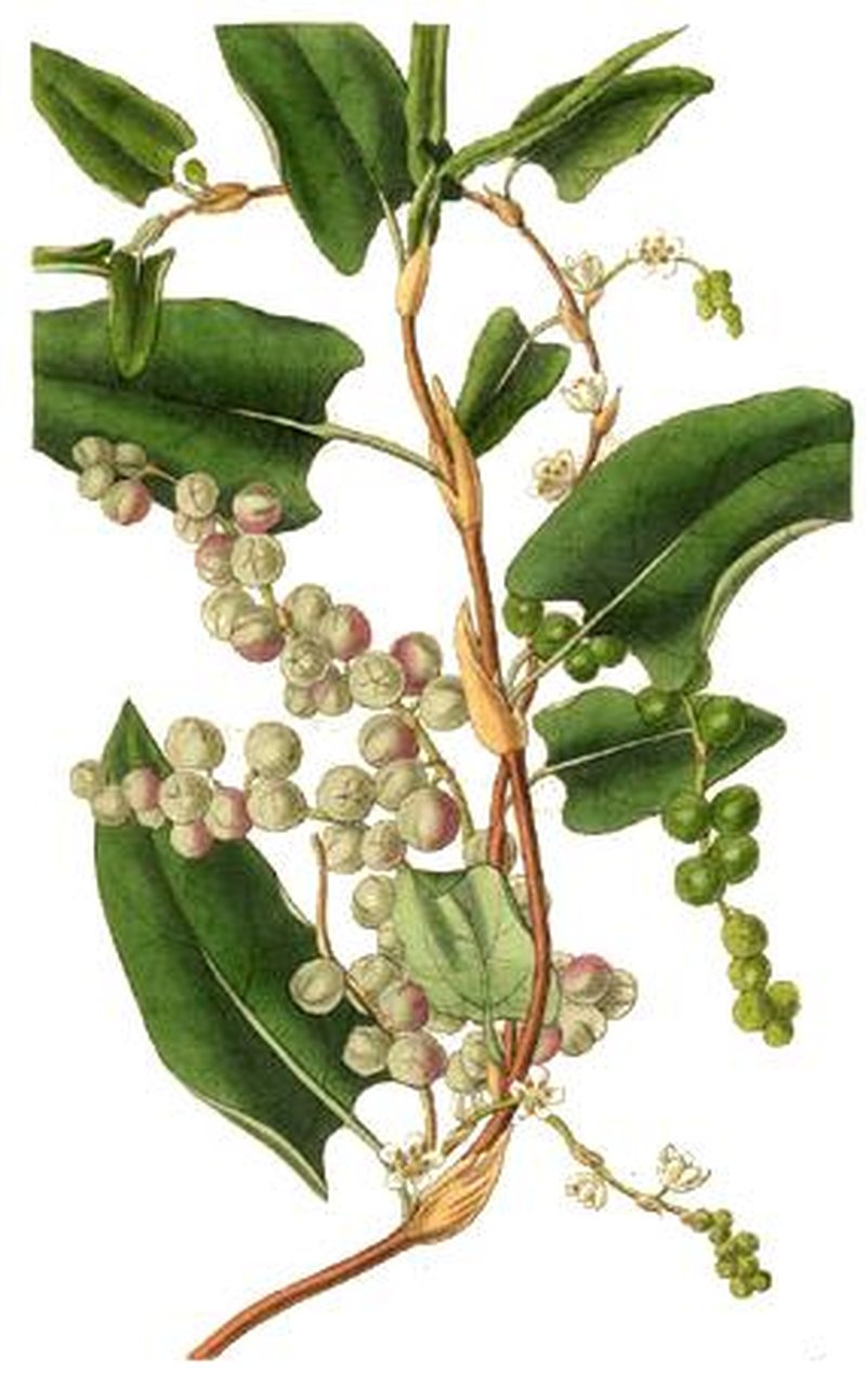 Calligonum leucocladum