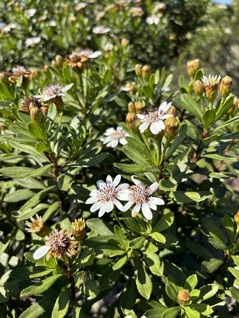 Callilepis caerulea