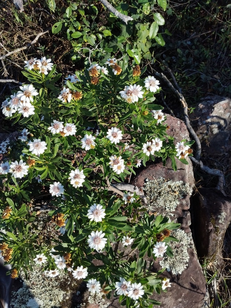 Callilepis caerulea photo 4