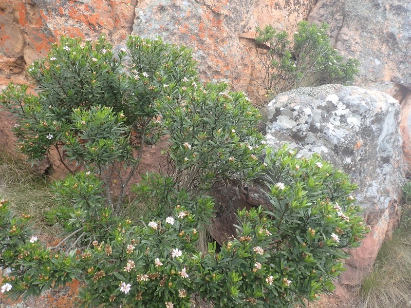Callilepis caerulea photo 5