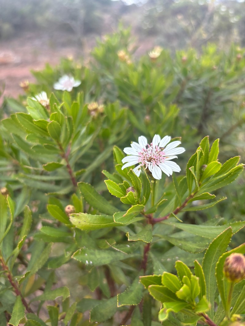 Callilepis caerulea photo 7