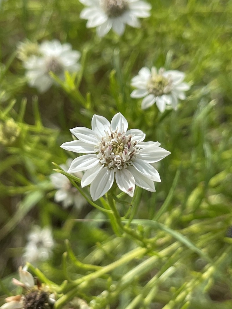 Callilepis corymbosa