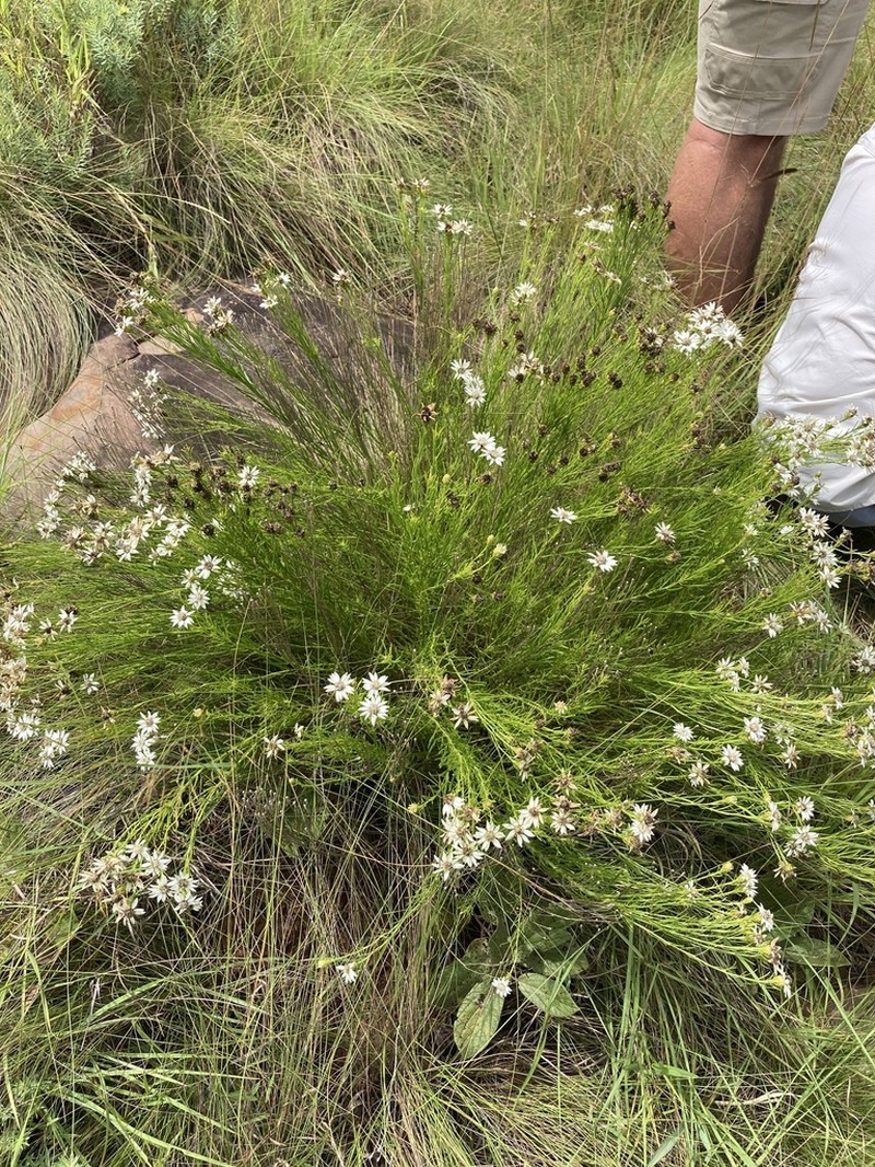 Callilepis corymbosa photo 2