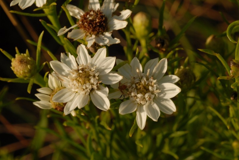 Callilepis corymbosa photo 3