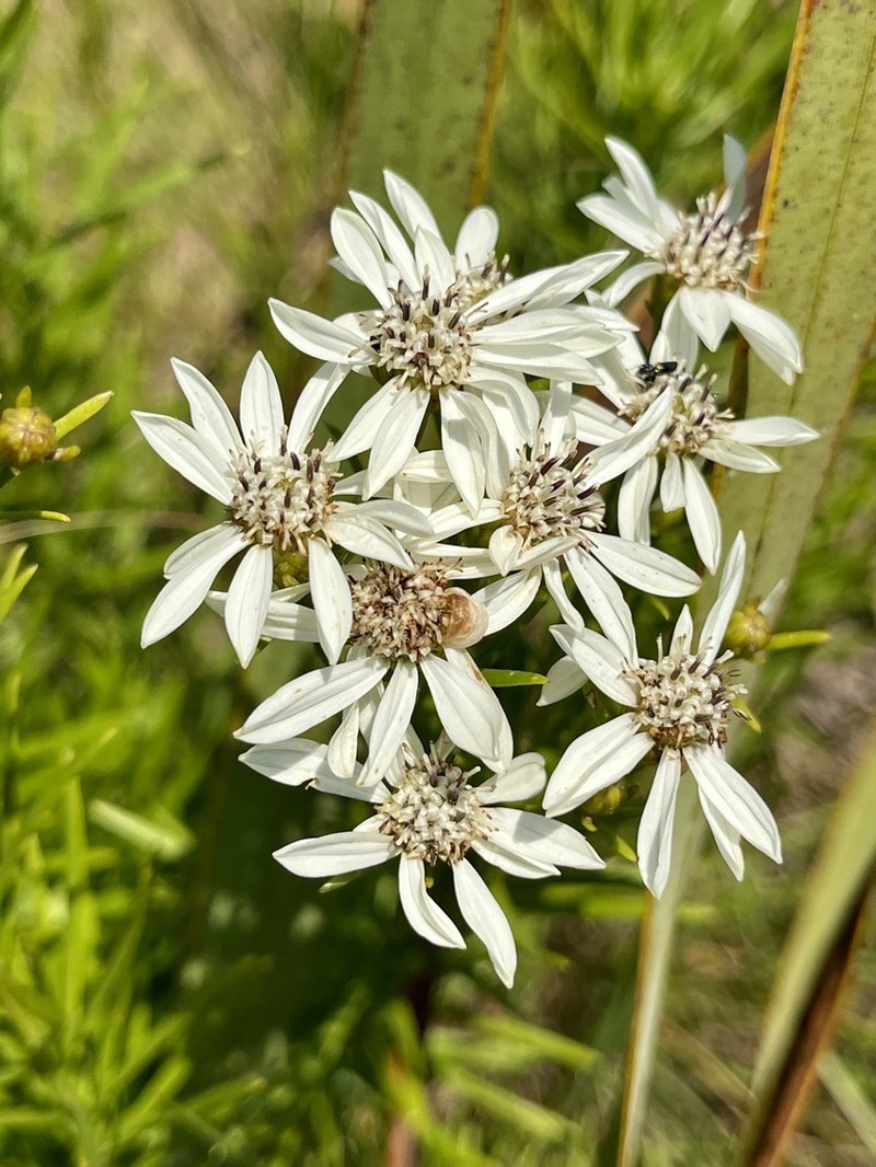 Callilepis corymbosa photo 4