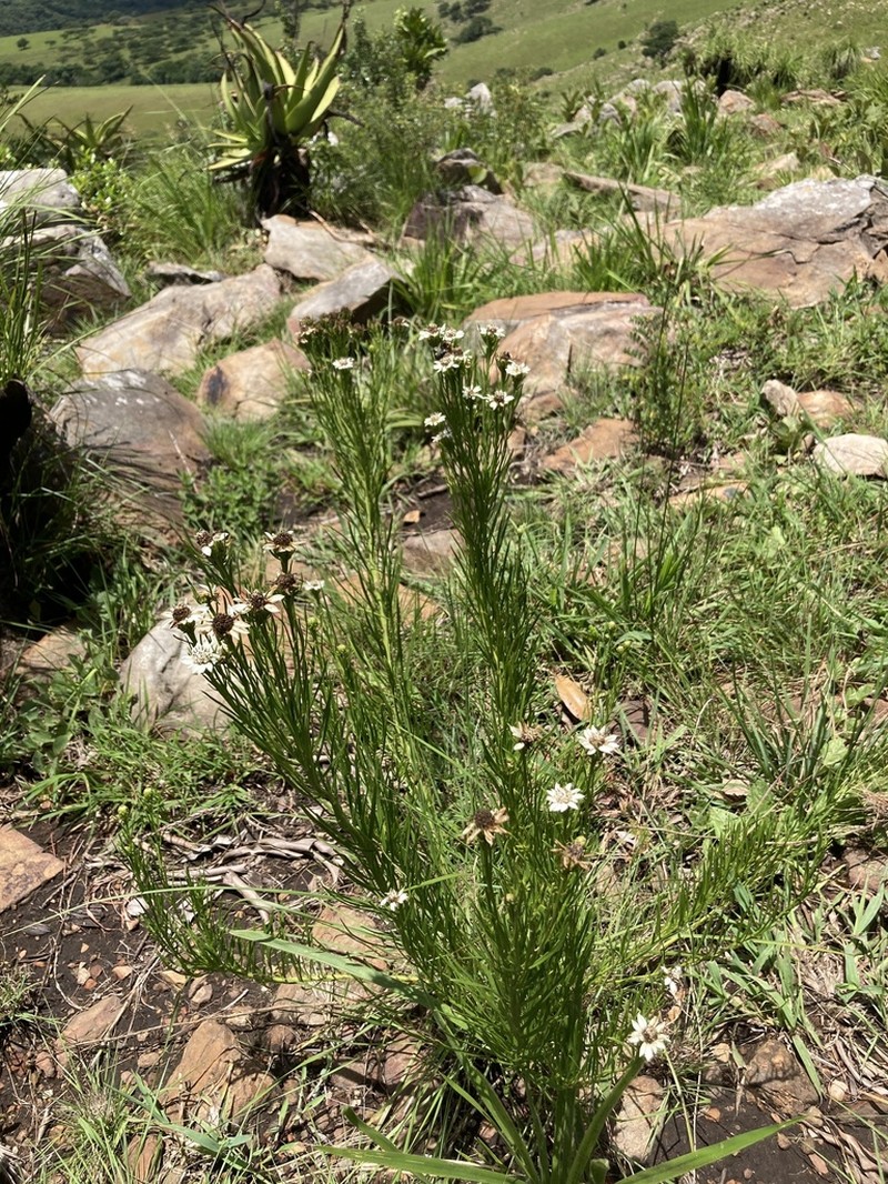 Callilepis corymbosa photo 5