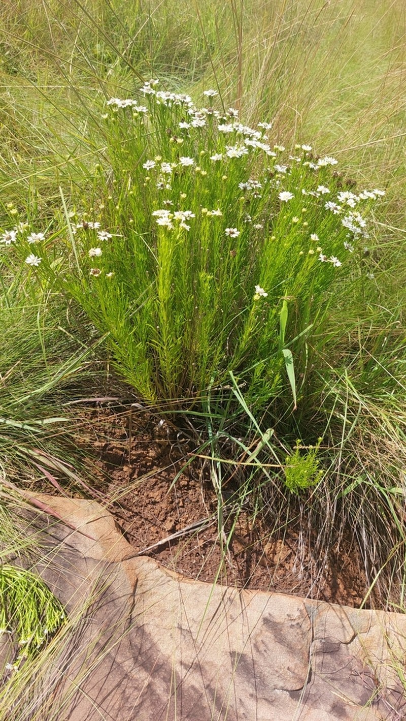 Callilepis corymbosa photo 6