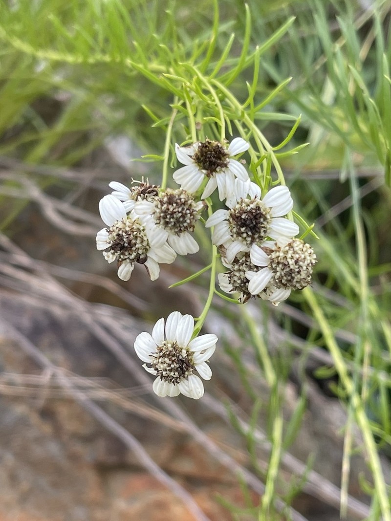 Callilepis corymbosa photo 7
