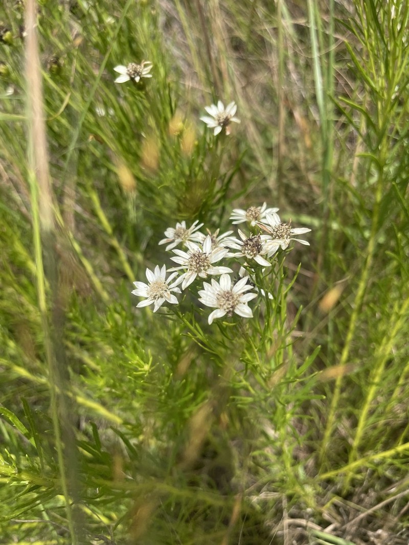 Callilepis corymbosa photo 8