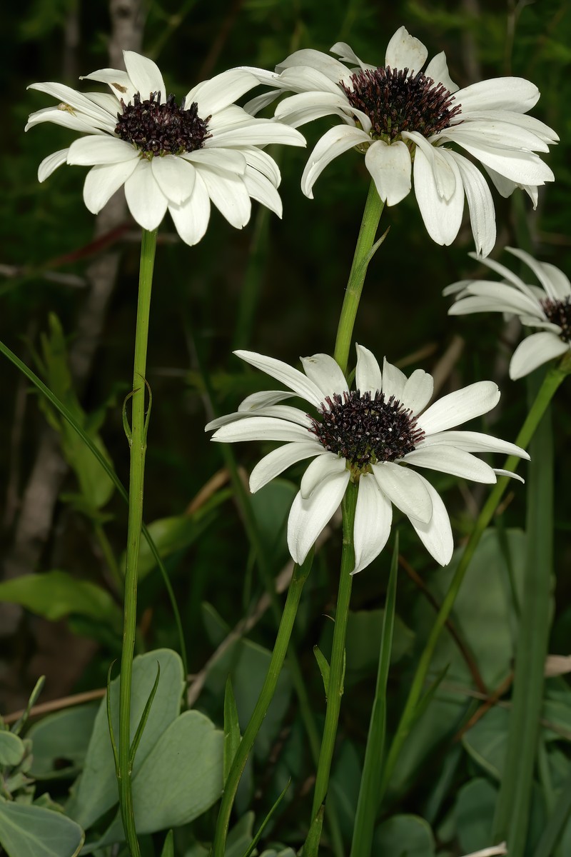 Callilepis glabra