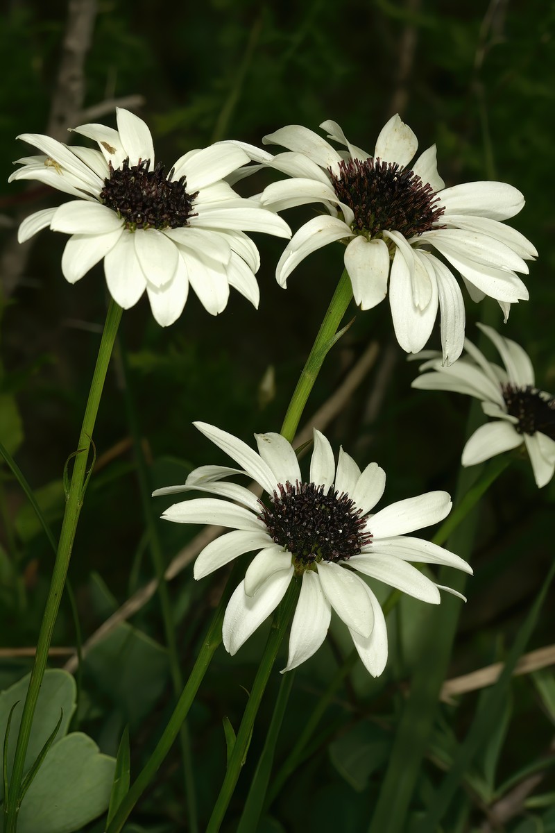 Callilepis glabra photo 2