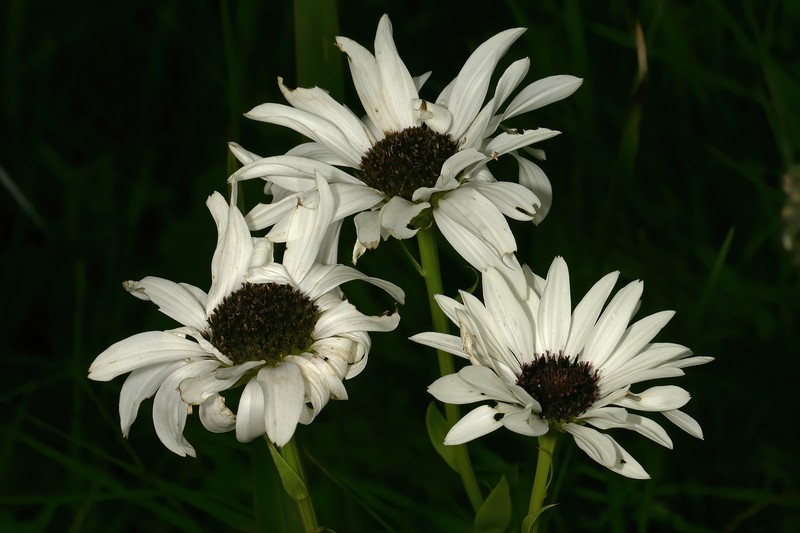 Callilepis glabra photo 3