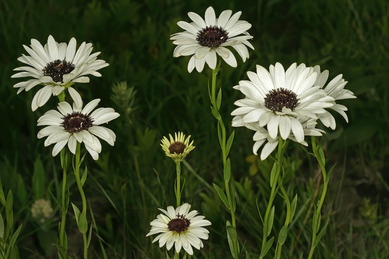 Callilepis glabra photo 4