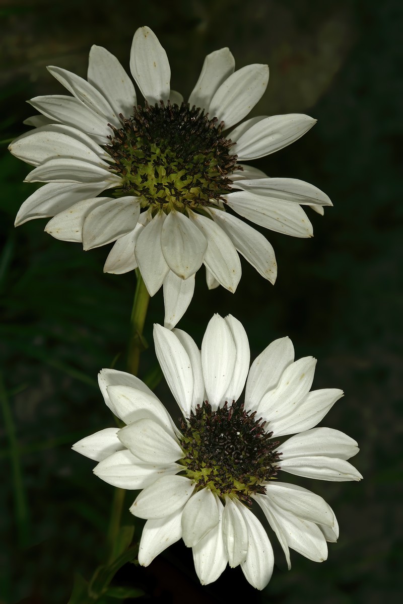 Callilepis glabra photo 5