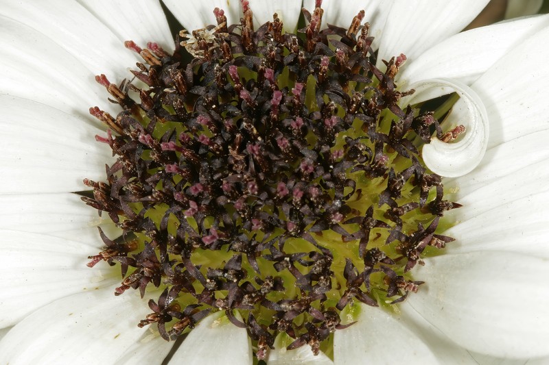 Callilepis glabra photo 6