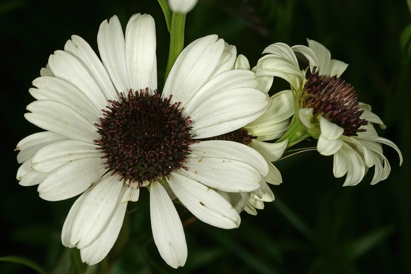 Callilepis glabra photo 8