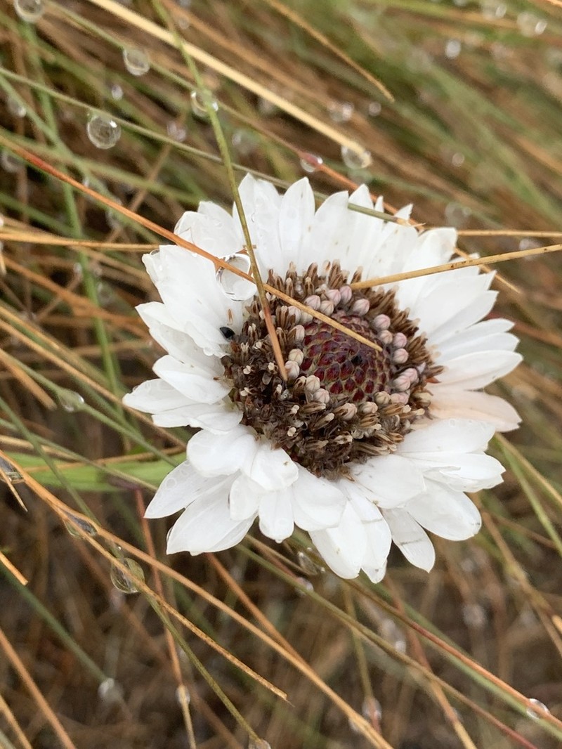 Callilepis lancifolia photo 2