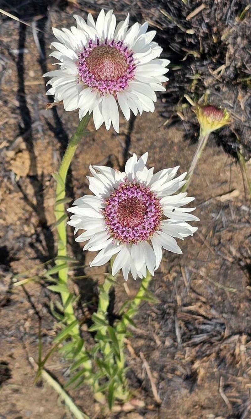 Callilepis lancifolia photo 3