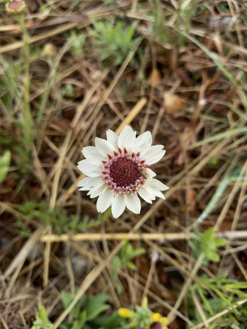 Callilepis lancifolia photo 5