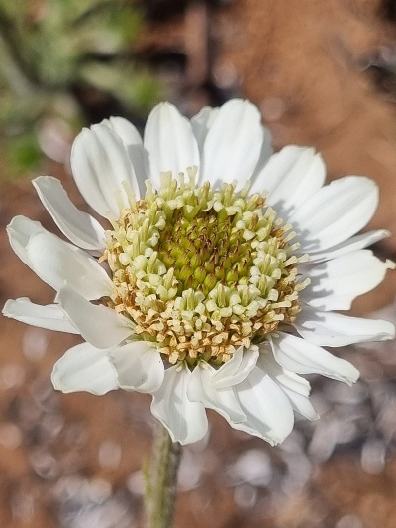 Callilepis leptophylla