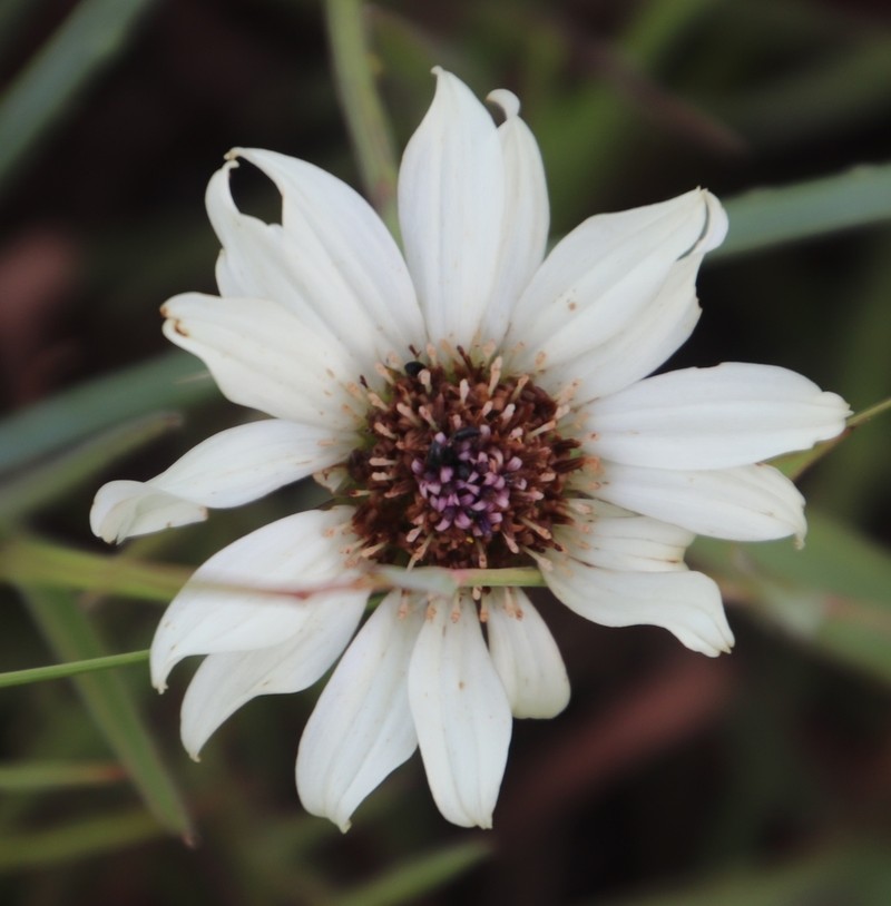 Callilepis leptophylla photo 2