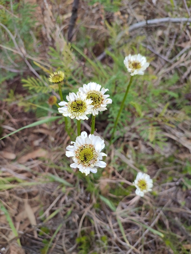 Callilepis leptophylla photo 3