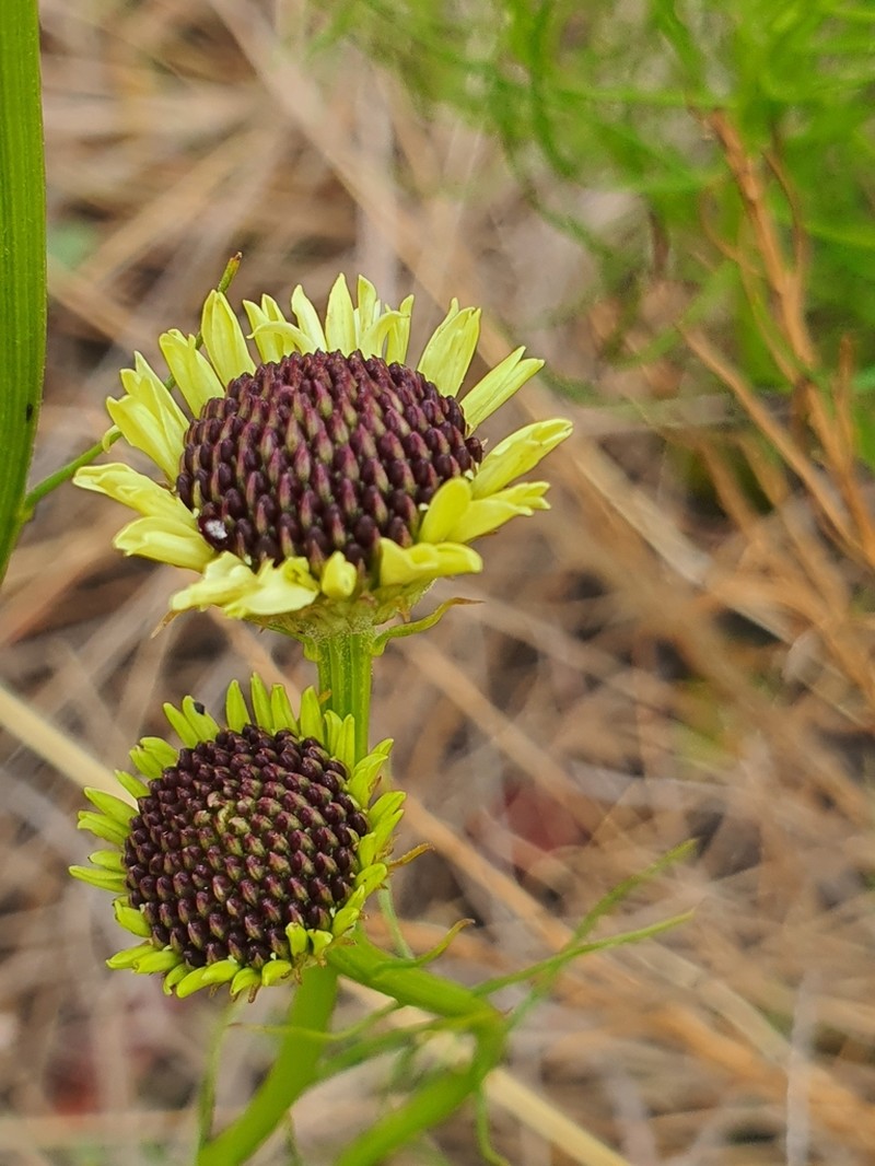 Callilepis leptophylla photo 5