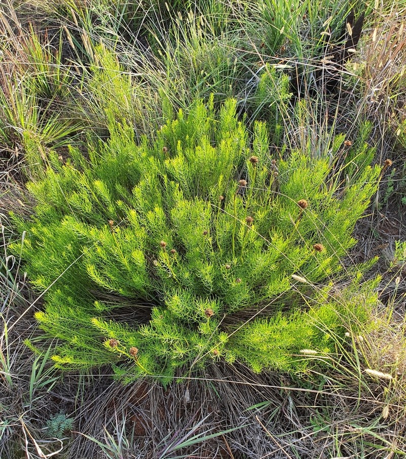 Callilepis leptophylla photo 6