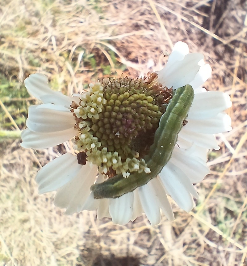 Callilepis leptophylla photo 7