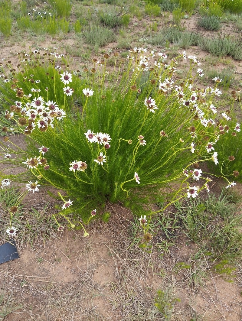 Callilepis leptophylla photo 8