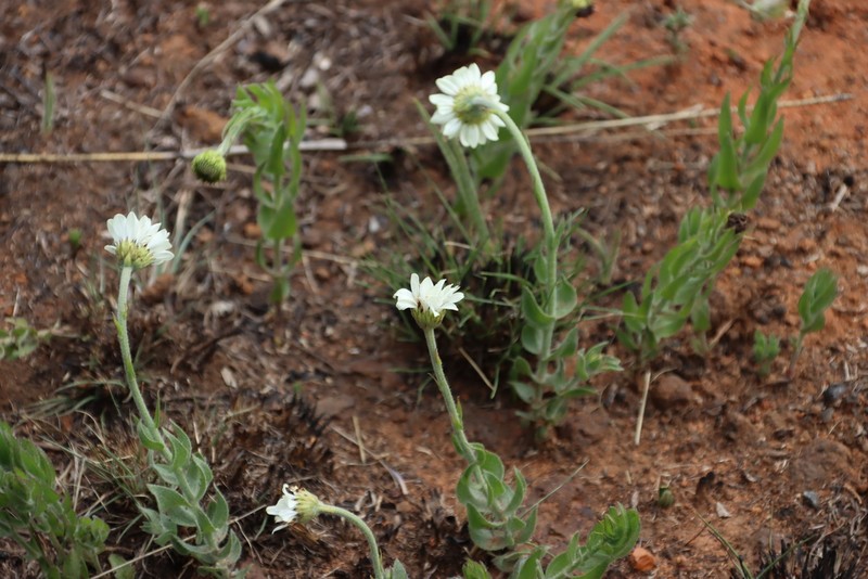 Callilepis nepotiana
