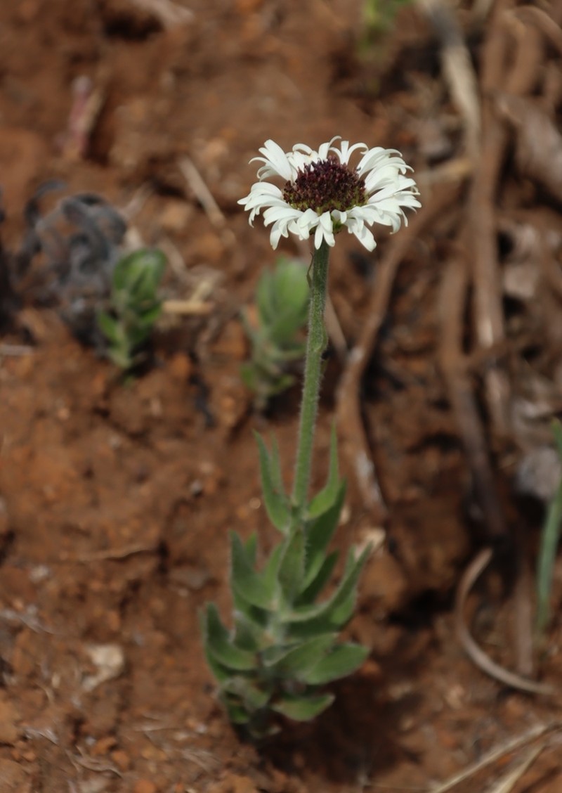 Callilepis nepotiana photo 2