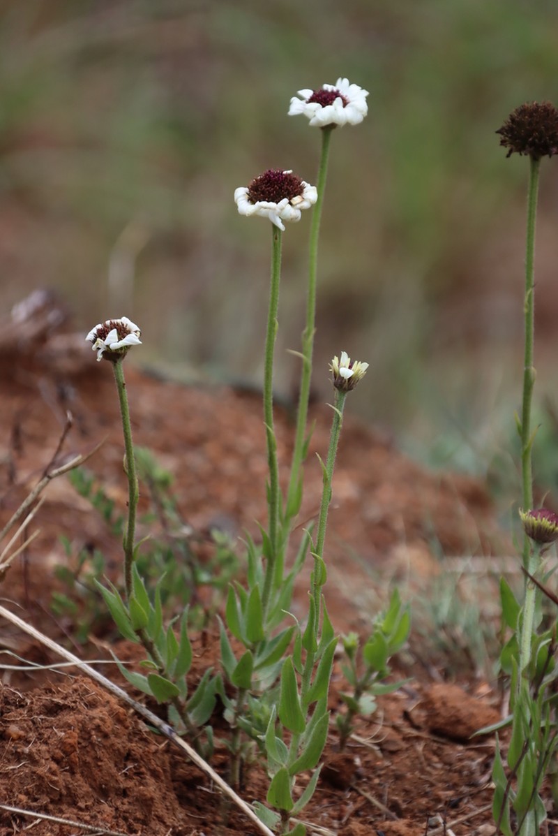 Callilepis nepotiana photo 3
