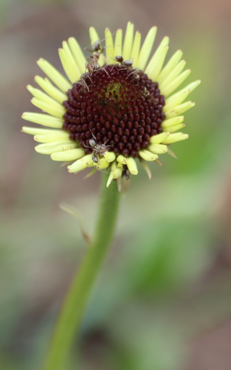 Callilepis nepotiana photo 5