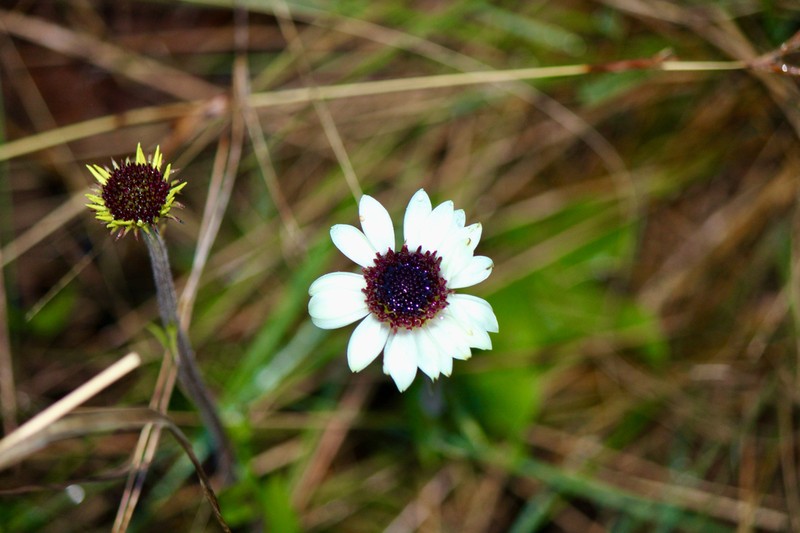 Callilepis nepotiana photo 8