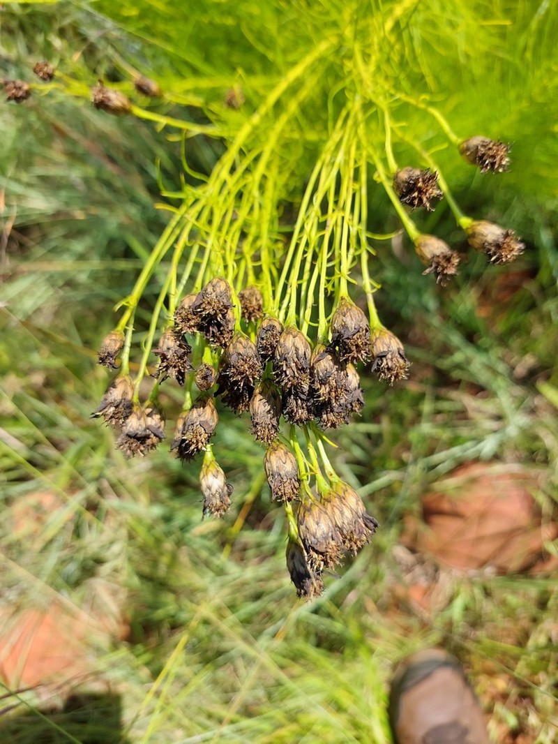 Callilepis normae photo 2