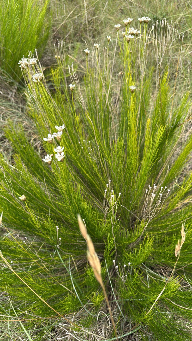 Callilepis normae photo 3