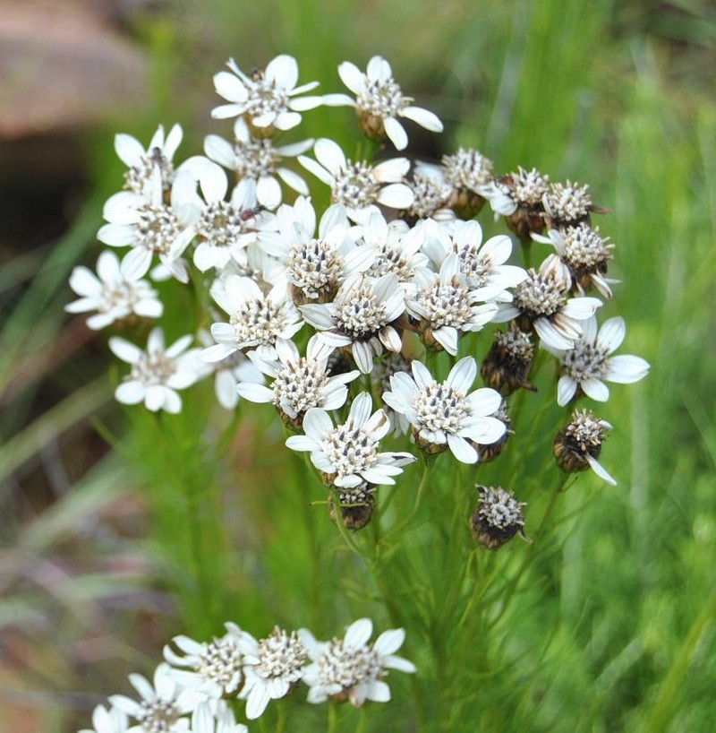 Callilepis normae photo 6