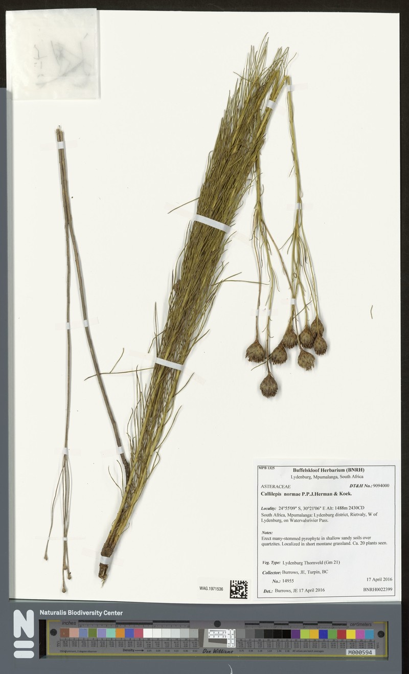 Callilepis normae photo 7