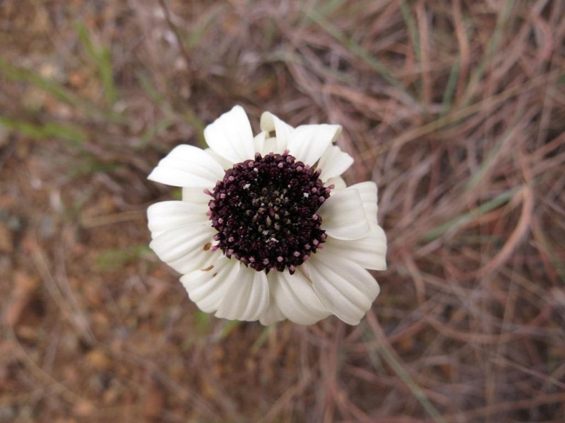 Callilepis salicifolia
