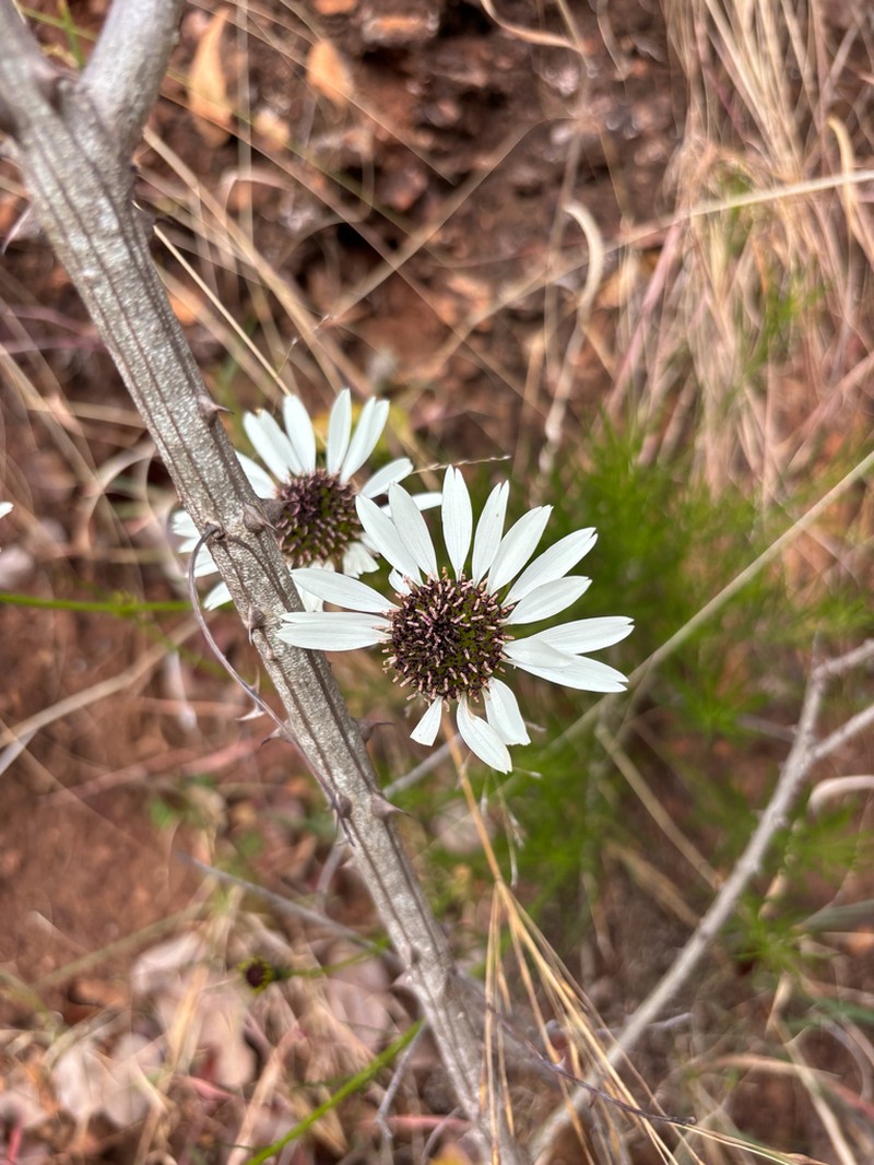 Callilepis salicifolia photo 2