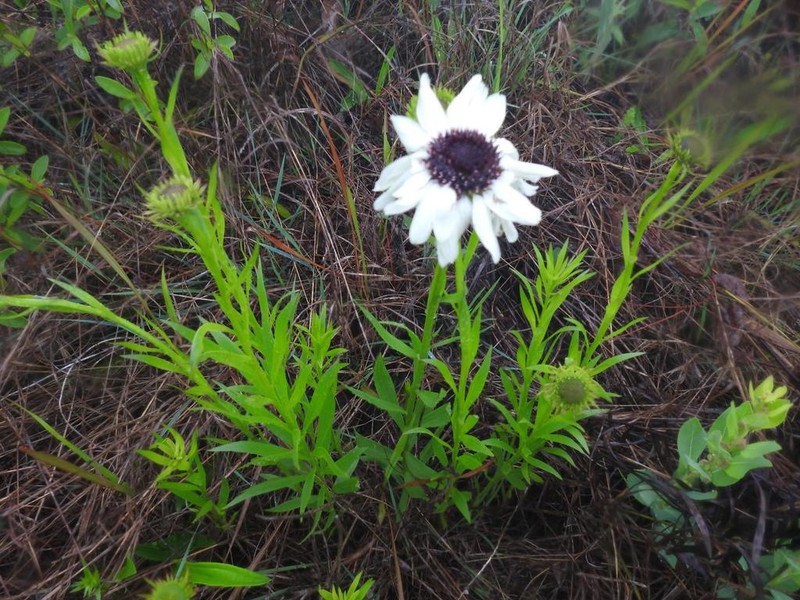 Callilepis salicifolia photo 3