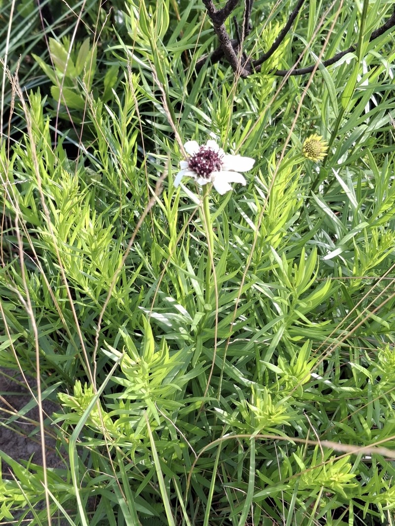 Callilepis salicifolia photo 4