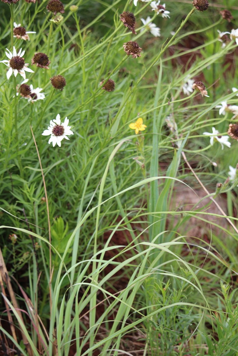 Callilepis salicifolia photo 6