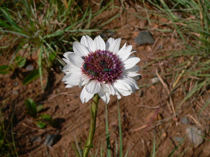 Callilepis salicifolia photo 7