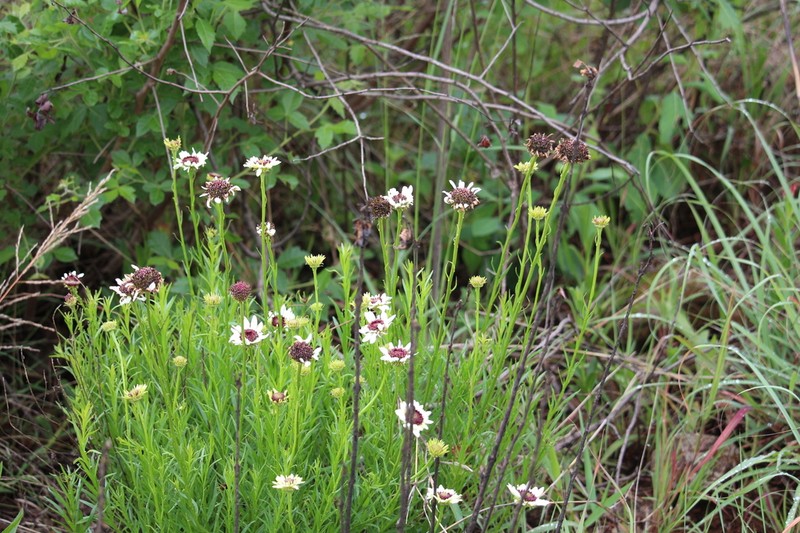Callilepis salicifolia photo 8