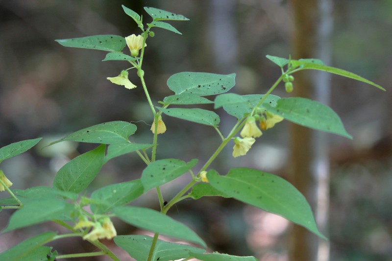 Carpenter's Groundcherry