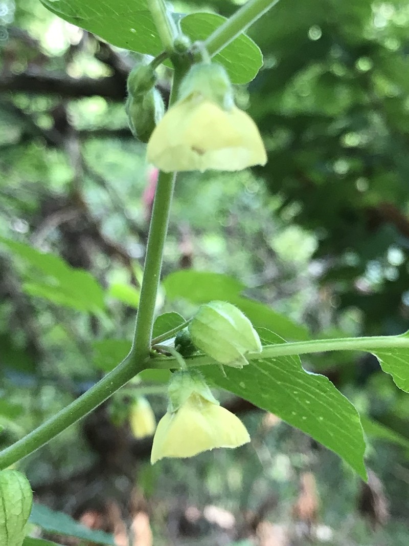 Carpenter's Groundcherry photo 3