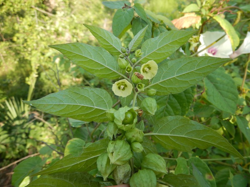 Carpenter's Groundcherry photo 4